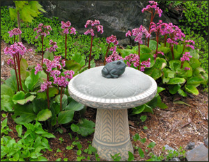 contemplative gardening with Jack Stewart