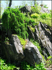 rock garden by Jack Stewart