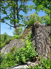 rock garden by Jack Stewart