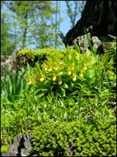 rock garden by Jack Stewart